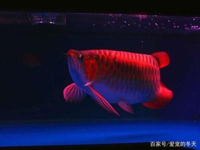 给龙鱼治疗32度水温其他鱼有影响吗（龙鱼治疗32度水温对其他鱼健康的影响） 鱼缸风水 第3张