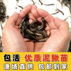 给龙鱼买的饲料鱼怎么存放（龙鱼饲料鱼的储存方法） 鱼缸风水 第1张