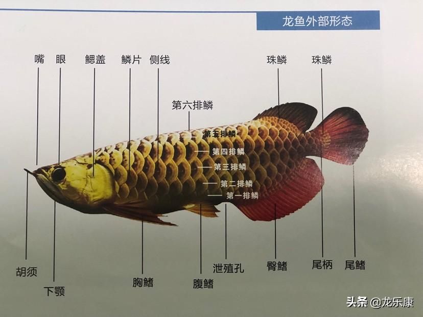 骨舌鱼和龙鱼的区别（骨舌鱼与龙鱼的区别） 鱼缸风水 第3张