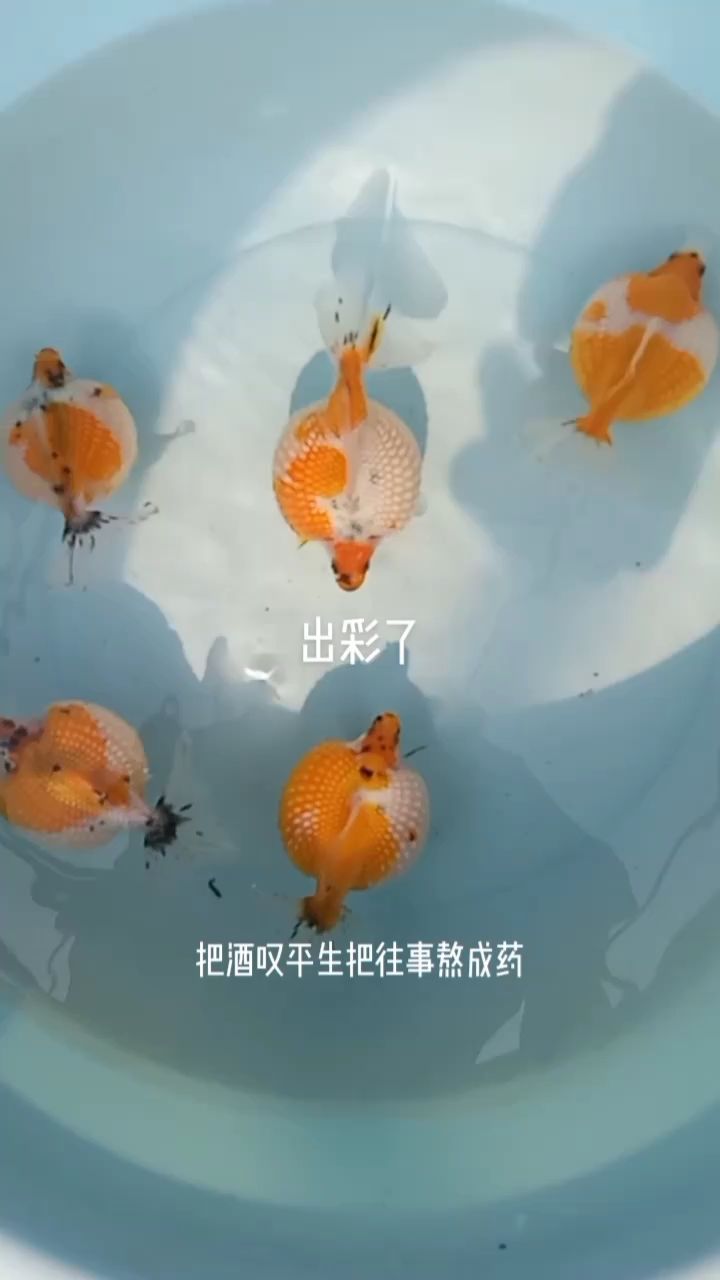 精品（珍珠珍珠珍珠珍珠珍珠珍珠珍珠珍珠）