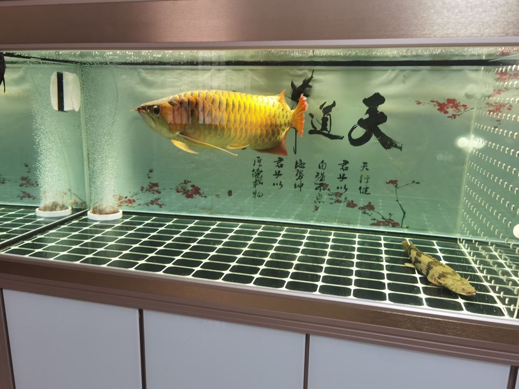 武陵区伟奕水族馆（常德市武陵区伟奕水族馆） 观赏鱼论坛