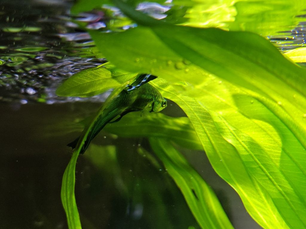 30小方缸（水草长疯了，一开始想养水晶虾也有暴氧，不知为何虾放进去就死） 观赏鱼论坛 第8张