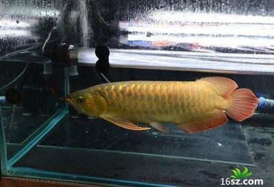 蜀冈—瘦西湖风景名胜区新意水族馆（蜀冈—瘦西湖风景名胜区新意水族馆介绍） 全国观赏鱼市场