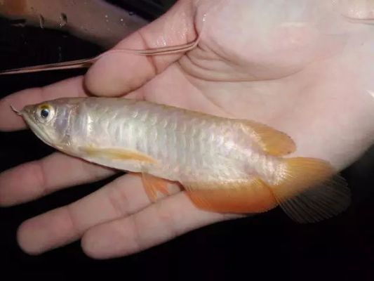 锡林浩特市鱼仓水族馆（锡林浩特市鱼仓水族馆经营项目：无一般经营项目：无一般经营项目） 全国观赏鱼市场