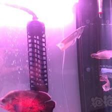 阿荣旗那吉镇创意水族馆（呼伦贝尔市阿荣旗那吉镇创意水族馆）