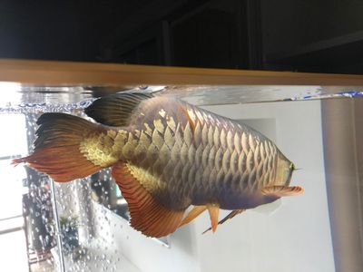 新都区龙桥镇创世新水族馆（成都新都区龙桥镇创世新水族馆详细介绍）