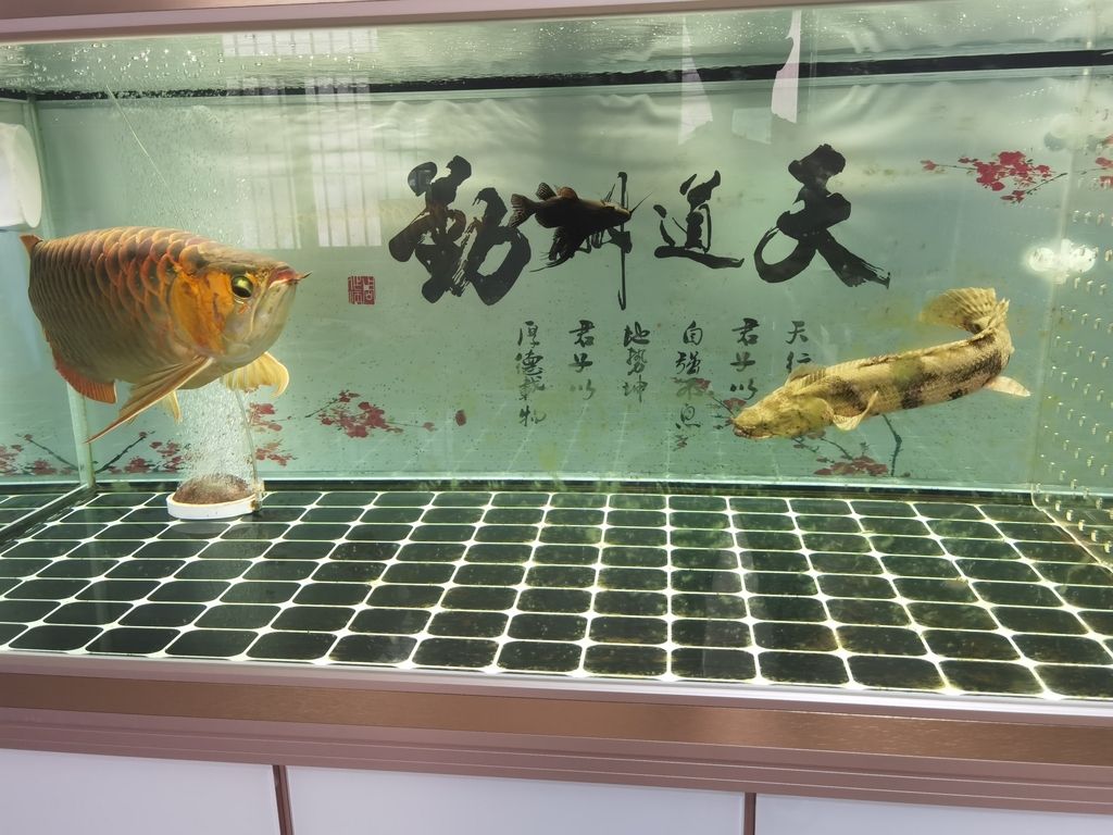 马鞍山市花山区聚龙阁水族馆（马鞍山市花山区聚龙阁水族馆经营产品：一般经营项目）