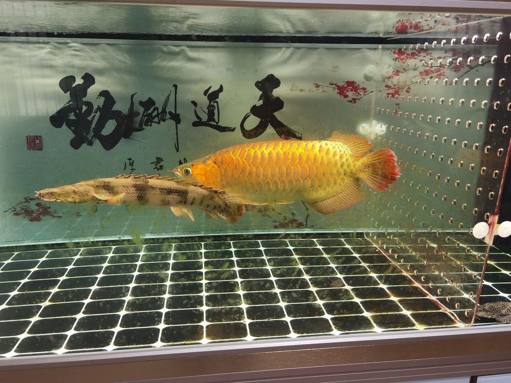 南关区德龙茶城碧彩水族用品经销处（南关区德龙茶城碧彩水族用品经销处详细介绍） 观赏鱼论坛