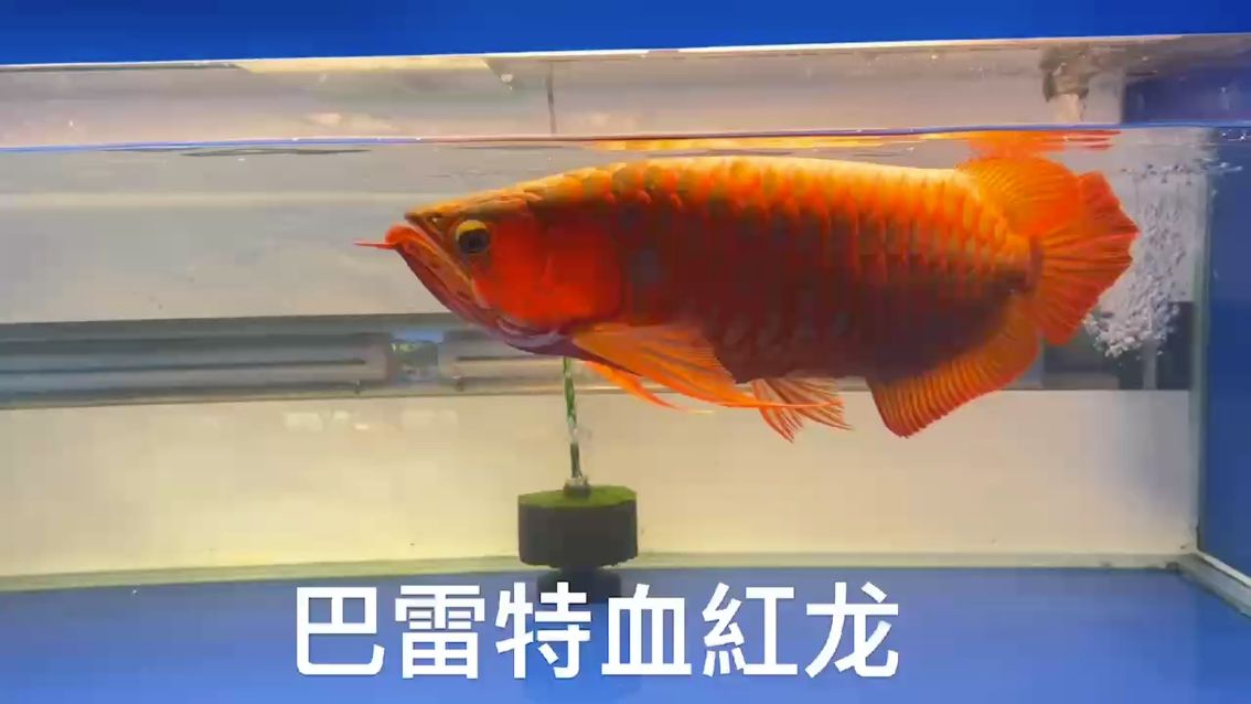 观賞魚（巴雷特血紅龙,小伙不帅_人见人爱）