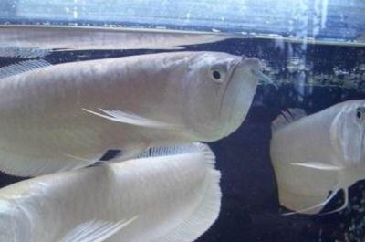 邯郸开发区北角印象水族馆（邯郸北角印象水族馆） 全国观赏鱼市场