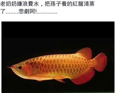 红龙鱼27CM吃什么（红龙鱼27cm适宜食物） 龙鱼百科 第3张