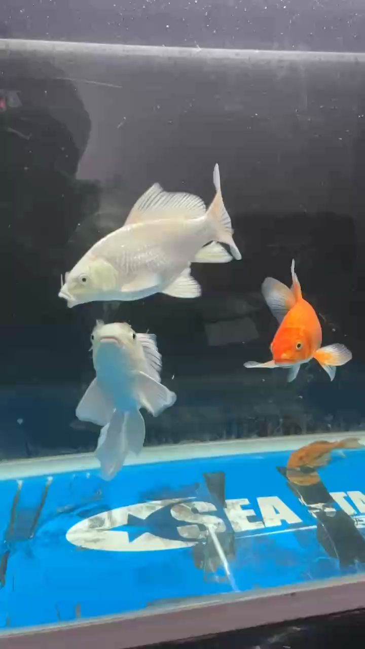 赛罕区虎子水族馆（呼和浩特市赛罕区虎子水族馆）