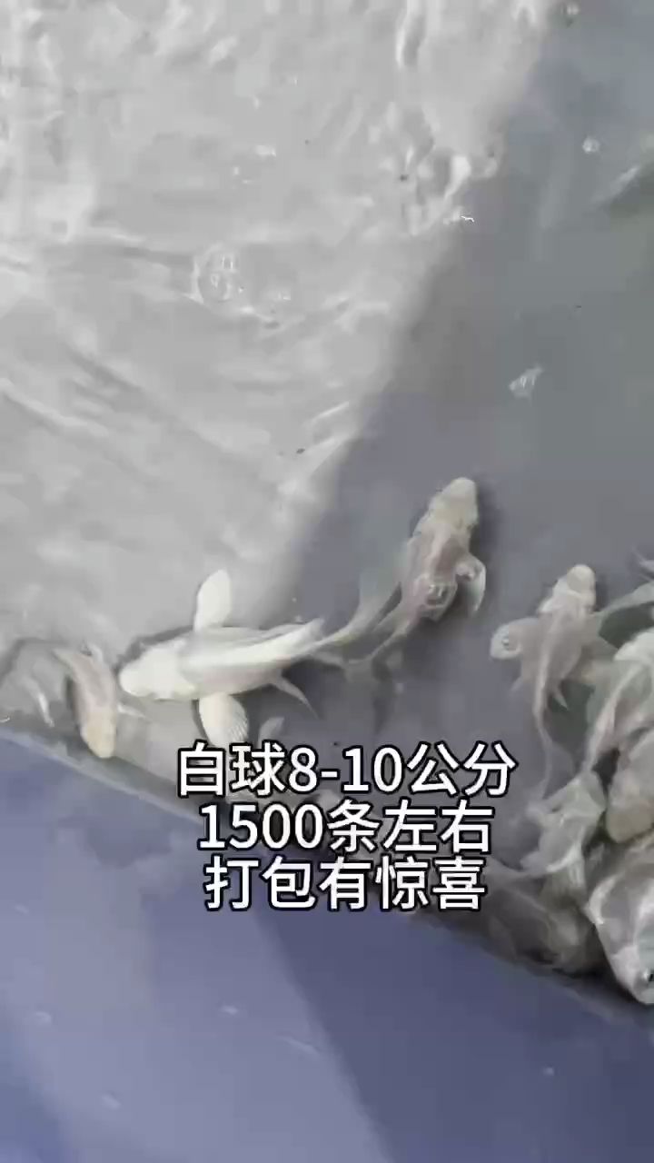 白球蝴蝶鲤8-10公分（打包有惊喜,瘋一樣男子评论：不错） 观赏鱼论坛