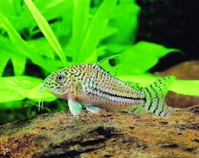 广饶潼兴水族馆（东营广饶潼兴水族馆） 全国观赏鱼市场