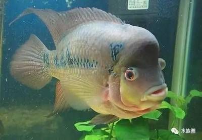 博罗县园洲镇极品一号水族店（博罗县园洲镇极品一号水族店经营产品：观赏鱼、水族用品、鱼饲料） 全国观赏鱼市场