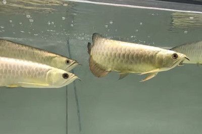 六角恐龙鱼怎样饲养视频（六角恐龙鱼需要多大的水族箱才能舒适生活舒适生活）