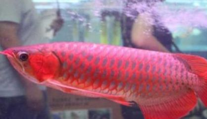 霍山县鱼乐生态水族馆（六安市霍山县鱼乐生态水族馆） 全国观赏鱼市场