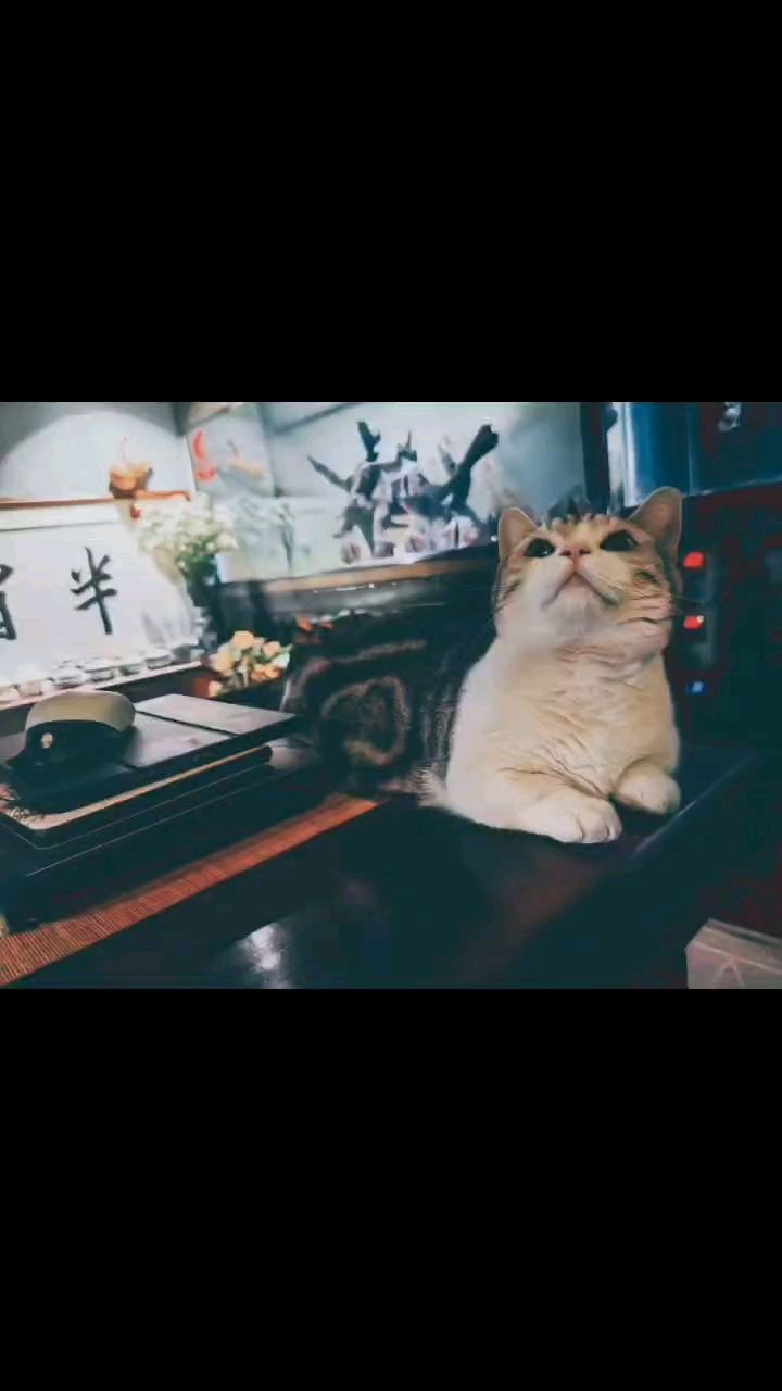 鱼，猫，茶，音响……（北京老宁评论：鱼，茶，音响…nice-…） 观赏鱼论坛