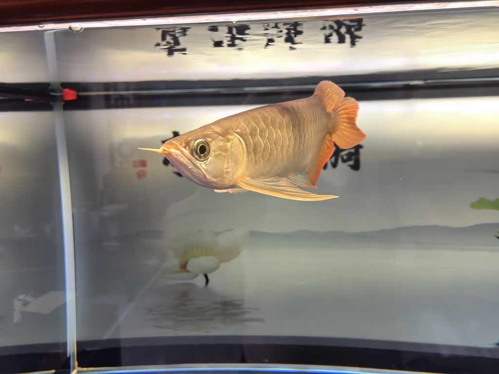 双流县草屿水景水族盆景店（双流县草屿水景水族盆景店经营产品：水族及水族用品销售） 全国观赏鱼市场 第2张