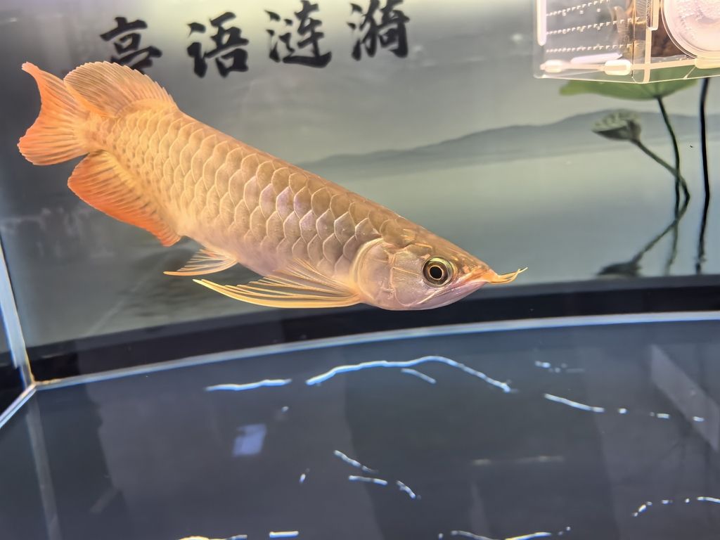 双流县草屿水景水族盆景店（双流县草屿水景水族盆景店经营产品：水族及水族用品销售） 全国观赏鱼市场 第4张