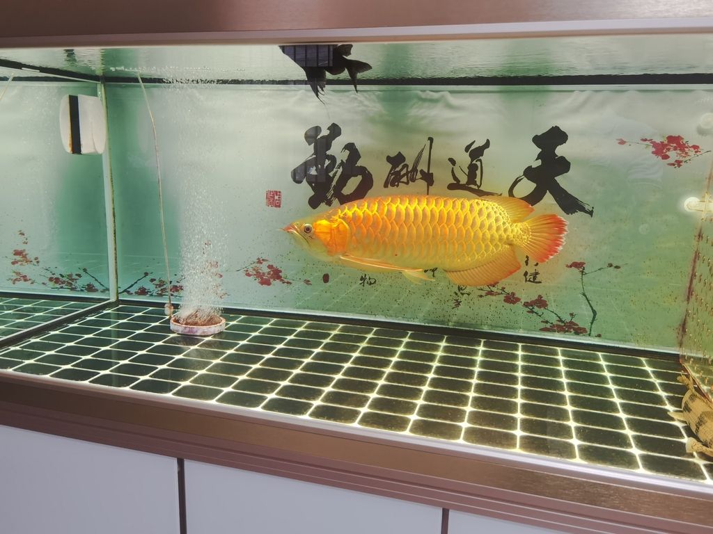 南京市浦口区欣鑫水族馆（南京市浦口区欣鑫水族馆经营产品：观赏鱼、鱼饲料、水族箱及配件、水族器材销售） 全国观赏鱼市场