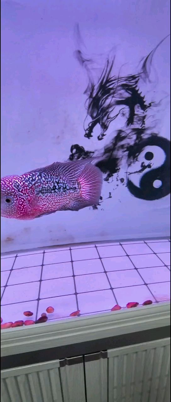 水龙鱼刺多吗（水龙鱼的刺多吗？） 水族问答