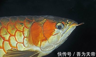 红龙鱼呼吸鳃张很大（发现红龙鱼呼吸鳃张很大，应及时检测水质，观察鱼的其他症状） 龙鱼百科 第4张