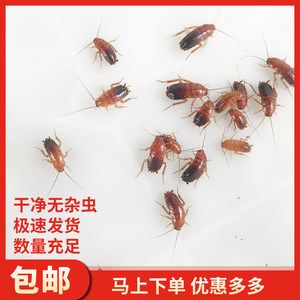 红龙鱼能喂蟋蟀吗：红龙鱼的饮食需求会变化，红龙鱼的饮食需求会有所变化 龙鱼百科 第4张