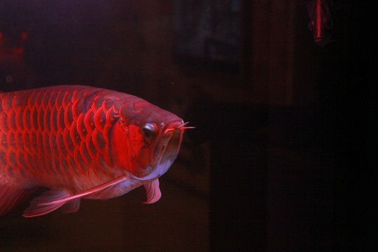 红龙鱼晚上需要开夜灯吗：红龙鱼晚上是否需要开夜灯，养鱼人士有不同的看法和实践方式 龙鱼百科 第1张