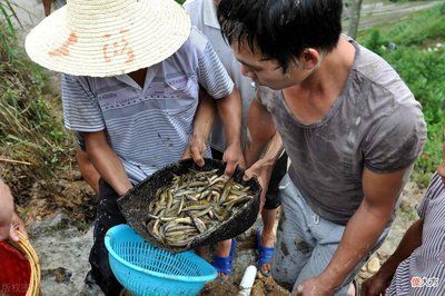 红龙鱼吃了2周泥鳅寄生虫会死吗：红龙鱼吃泥鳅感染寄生虫会出现以下症状 龙鱼百科 第4张