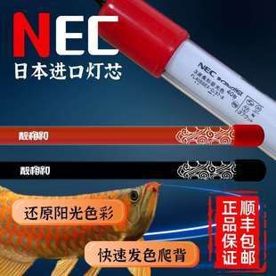 红龙鱼用nec6700k白灯好吗：nec6700k白灯养红龙鱼的注意事项