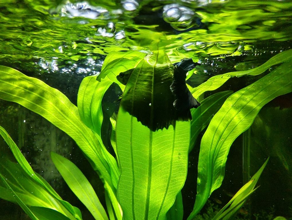 彰武县艳灞水族馆：彰武县艳灞水族馆经营产品：观赏花、鸟、虫、饲养设备、饲料销售 全国观赏鱼市场 第3张