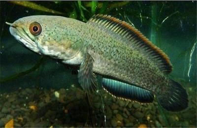 长兴雨轩水族馆：湖州长兴雨轩水族馆 全国观赏鱼市场