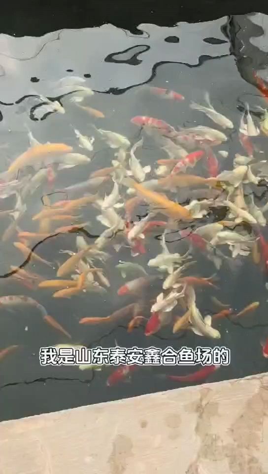 观赏鱼锦鲤鱼冷水淡水鱼【@龙巅小助手喜欢锦鲤鱼的关注一下我奥】 观赏鱼论坛