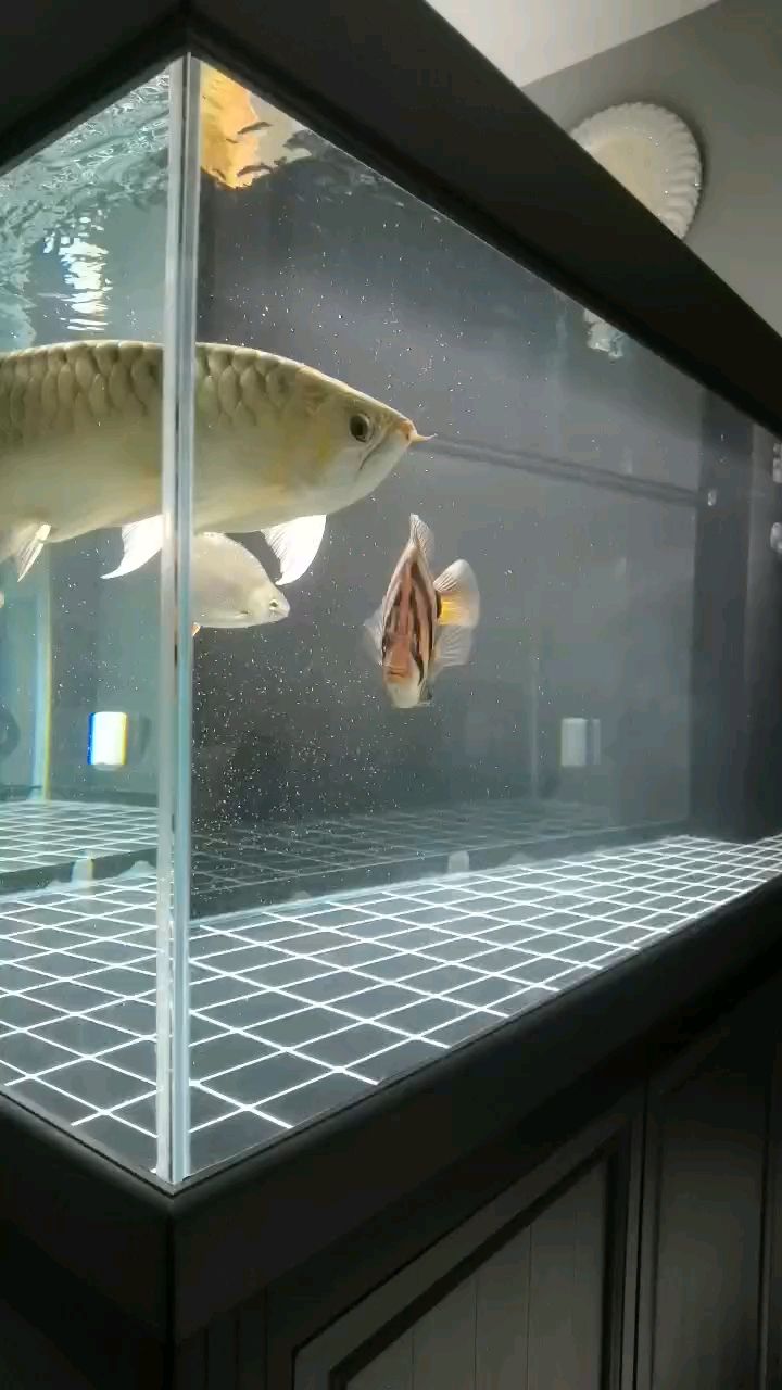 莱州市夏邱镇永亮水族鱼具店【烟台莱州市夏邱镇永亮水族鱼具店详细介绍】