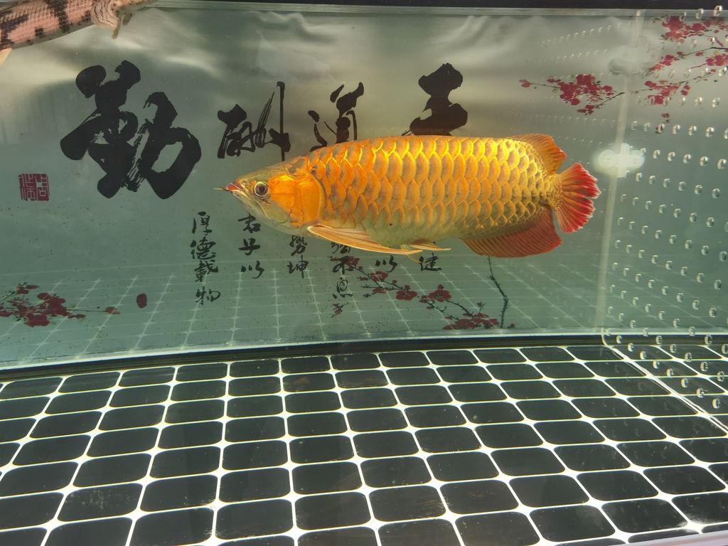 东莞市石龙日日有余水族店【东莞市石龙日日有余】