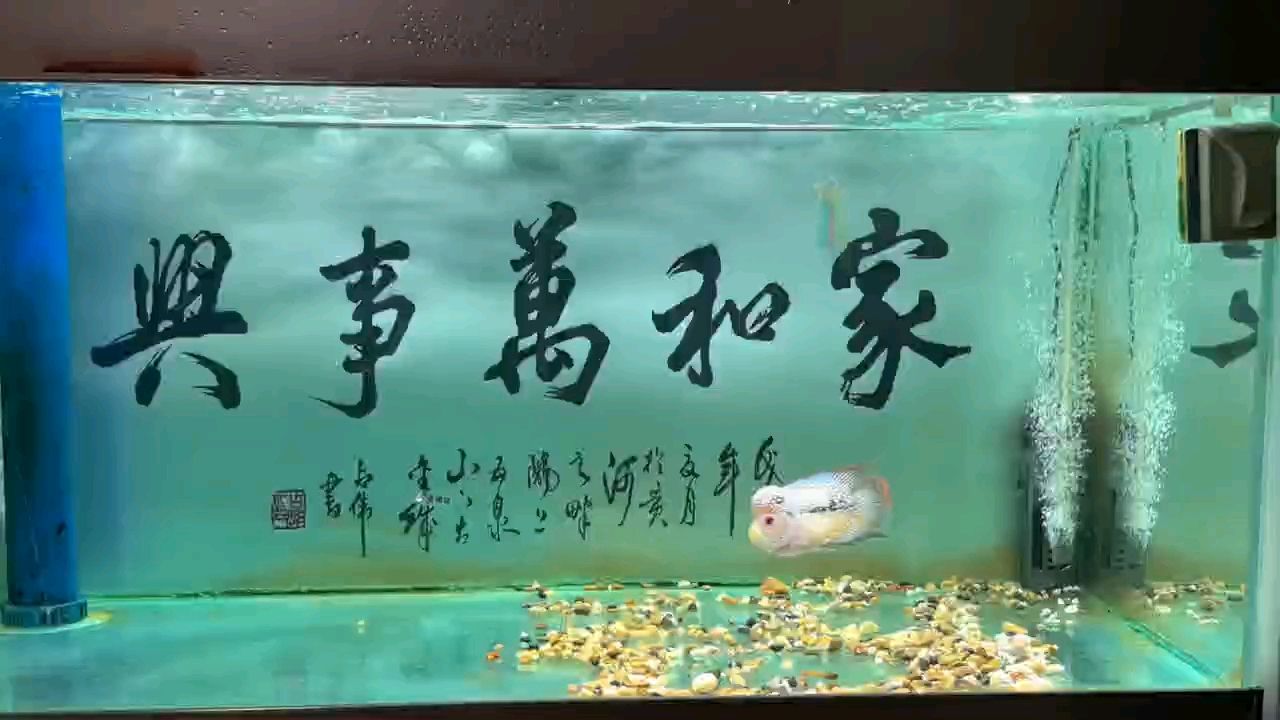 推荐一款罗汉鱼饲料呗【张姜棍的饲料】 观赏鱼论坛