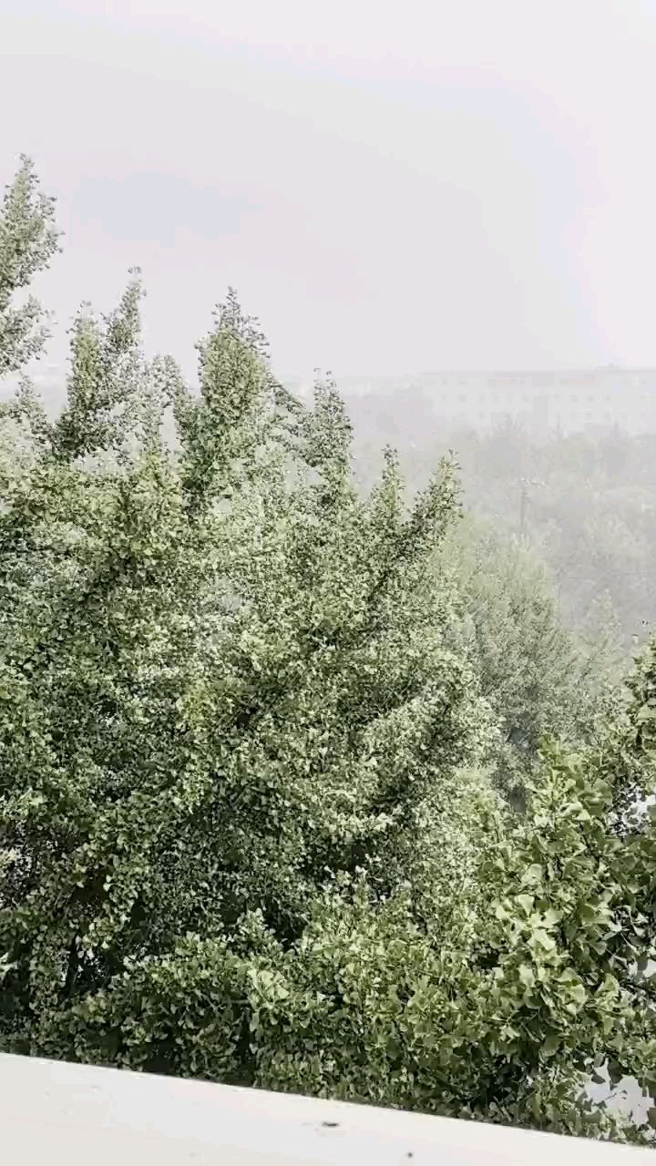 雨好大啊【这雨下的，凉快凉快,蜜糖六六评论：早[需手动填充]】 观赏鱼论坛