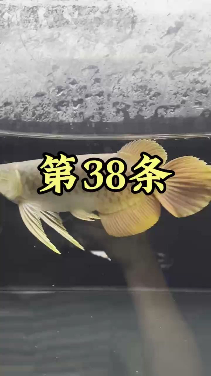 花了3500，买了一条鱼【第38条红龙鱼,被养鱼耽误的建筑师】 观赏鱼论坛