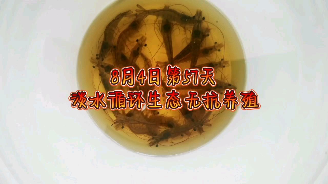 【草春分评论：鱼好,龙巧儿】 观赏鱼论坛 第1张