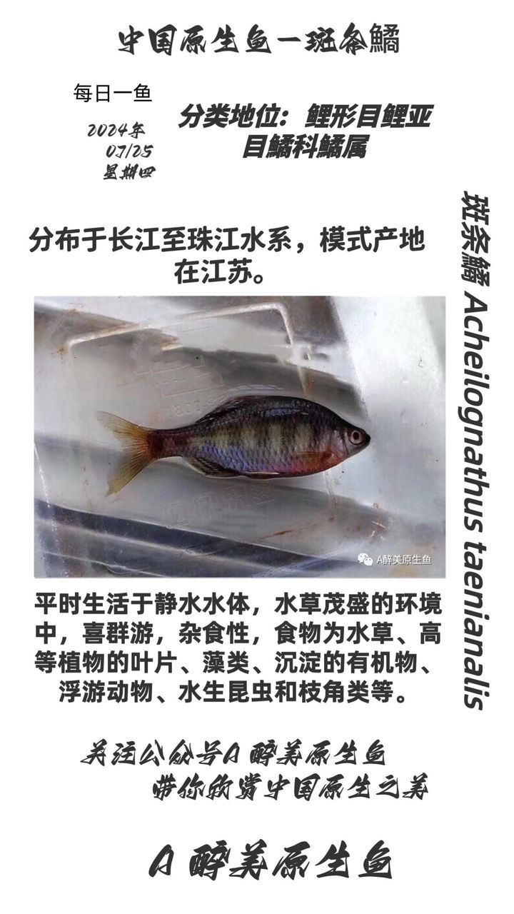 斑条鱊【分布在江苏等】 观赏鱼论坛