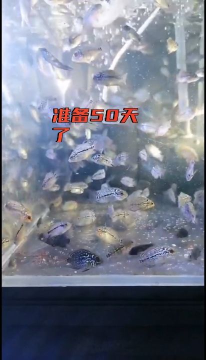 罗汉鱼成长记【有要的吗,可以批发走哦,挚爱轩驹自由评论】 观赏鱼论坛