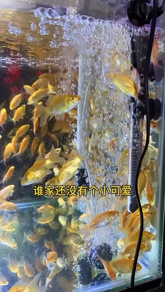 4-6红色短身蝴蝶鲤【4-6红色短身蝴蝶鲤,北京老宁评论不错】