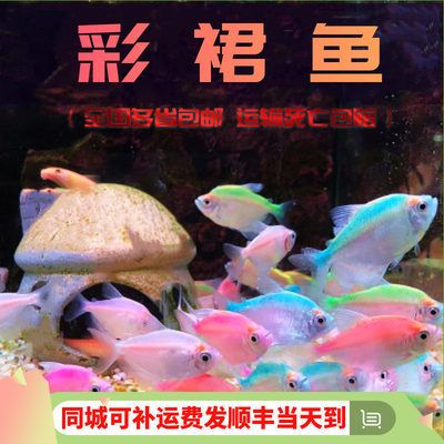 虎皮鱼和曼龙鱼能一起养吗【如何判断虎皮鱼和曼龙鱼是否适合混养】 龙鱼百科 第5张