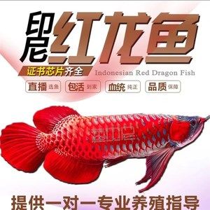 红龙鱼芯片官方网站【常见的红龙鱼芯片查询网站】 龙鱼百科 第1张