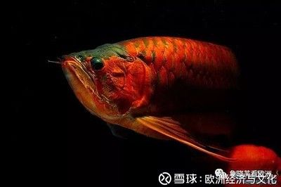 加里曼丹龙鱼的特点【加里里曼丹龙鱼的特点】 龙鱼百科 第4张