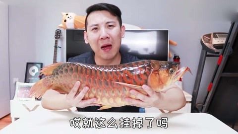 红龙鱼突然不吃食咋回事【如何判断红龙鱼是否生病导致不吃食】