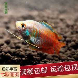 黄曼龙鱼掉色【黄曼龙鱼掉色与水质的关系】 龙鱼百科 第1张