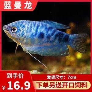 黄曼龙鱼掉色【黄曼龙鱼掉色与水质的关系】 龙鱼百科 第3张