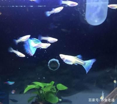 家庭养孔雀龙鱼好吗【家庭养孔雀龙鱼的注意事项】 龙鱼百科 第5张